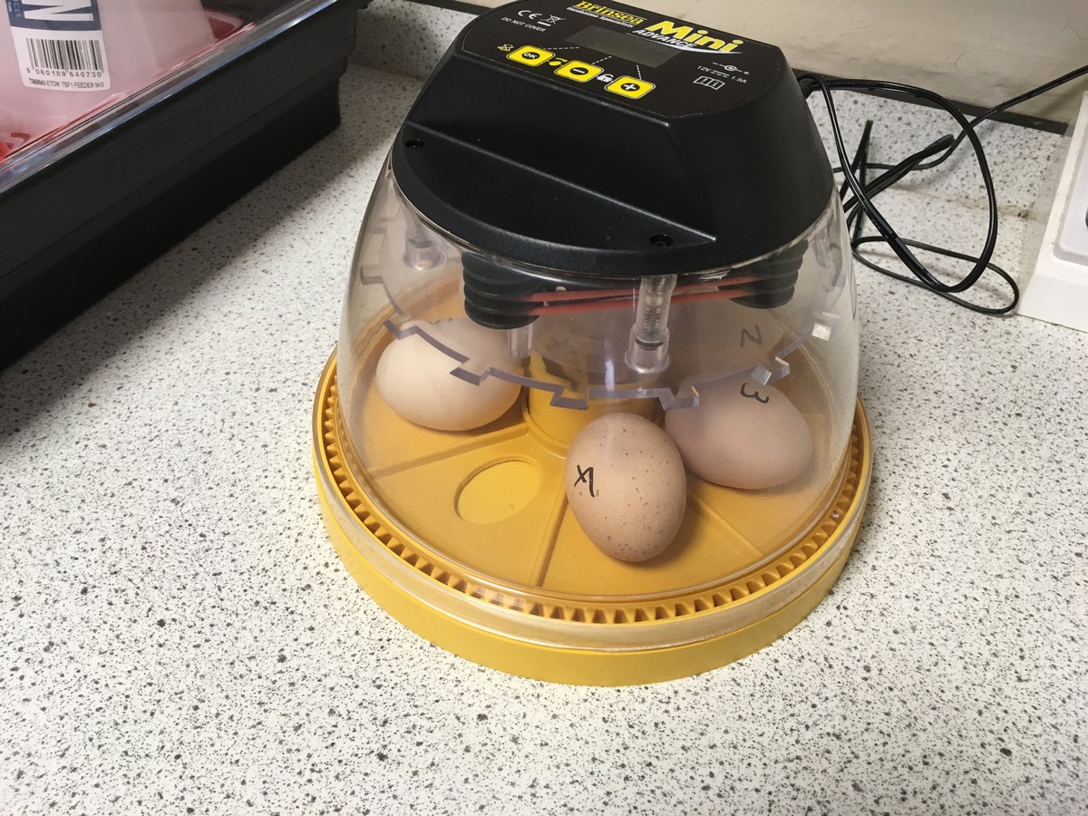 Egg Blog: The First Egg Hatches!